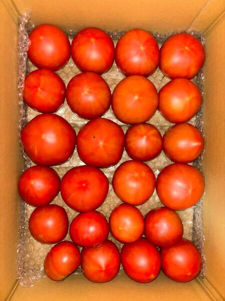 桃太郎トマト 4.3kg 大玉中玉小玉 野菜 規格外野菜 規格外 お買い得 お得 トマト