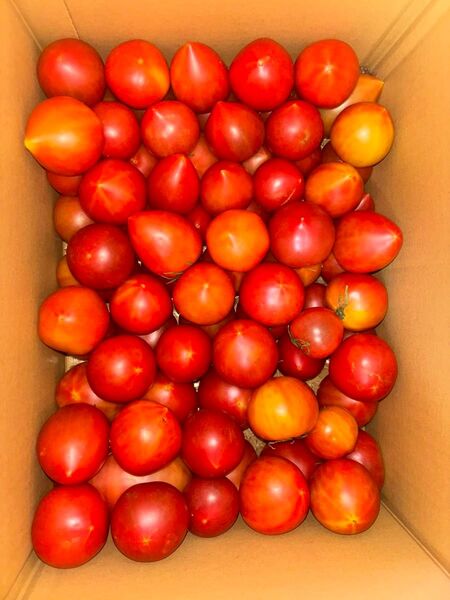 【今季最後】【訳あり】【お買い得】桃太郎トマト 4kg トマト 規格外野菜 野菜 (B)