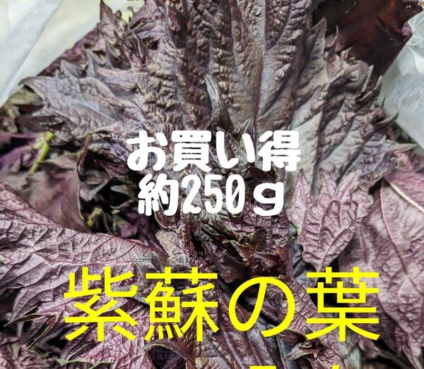 赤紫蘇の葉