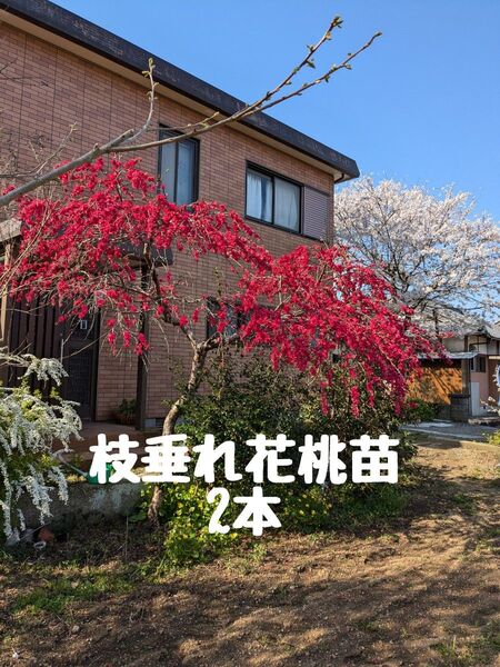 枝垂れ花桃苗