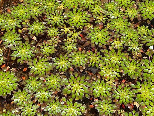 ウォーターダイヤ2株 水草