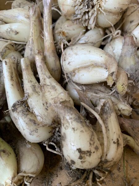 高知県産 土付きらっきょう 4kg 農薬不使用
