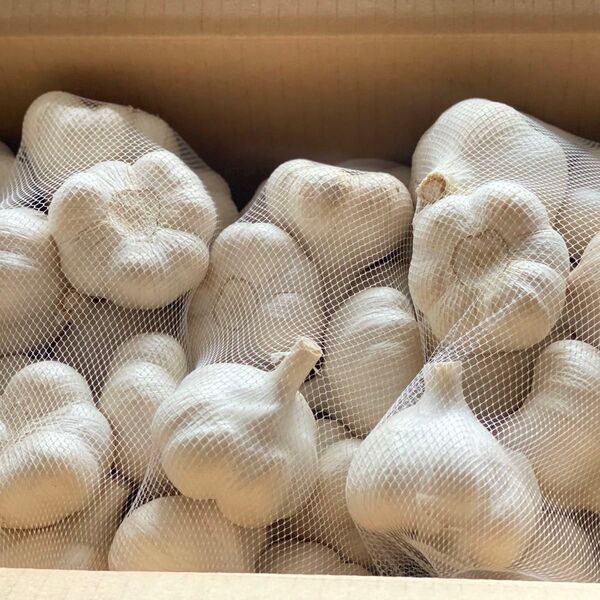 青森 県産 生にんにく Lサイズ 1kg 福地ホワイト六片 ニンニク