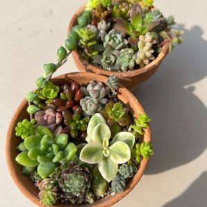 多肉植物 カット苗 寄せ植えに!