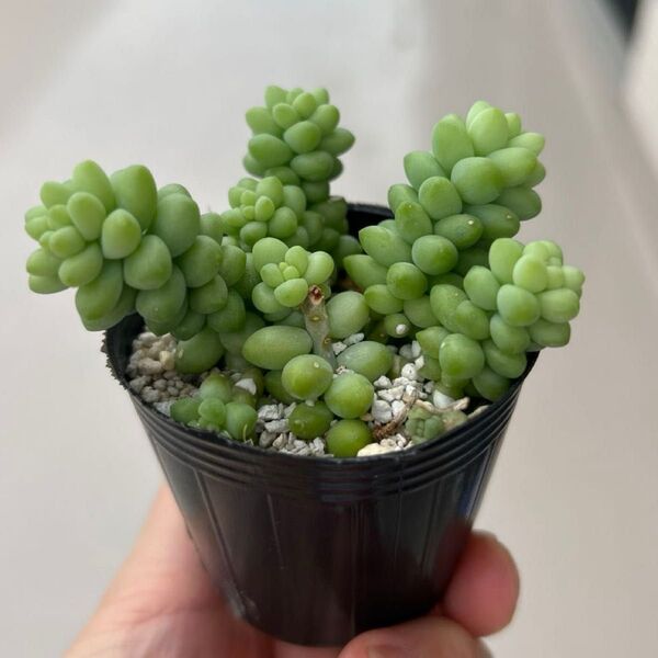 多肉植物 ビアポップ 抜き苗