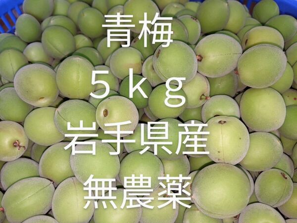 青梅 5kg 岩手県産 無農薬 除草剤不使用 化学肥料不使用 梅