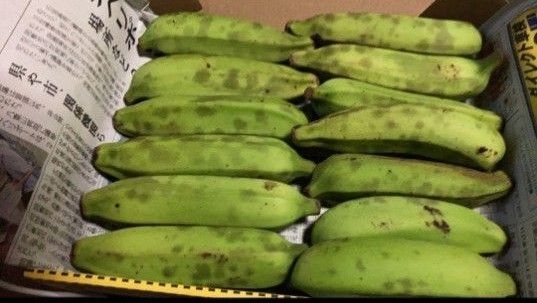 石垣島産 自然栽培 アップルバナナ1kg