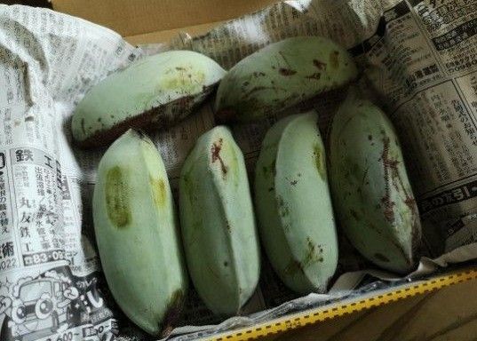 石垣島産 自然栽培 アイスクリームバナナ【1kg】