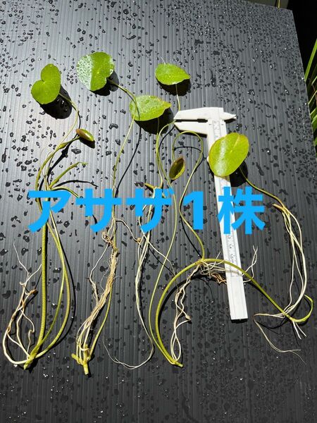 アサザ1株+ドワーフフロッグピット10株おまけ
