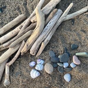 琵琶湖の流木、石と砂のセット(消毒済)