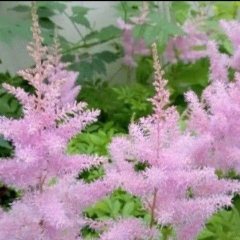 アスチルベ 2苗 花芽無し 株分け苗 耐寒性◎ ゆうパケットポストmini発送