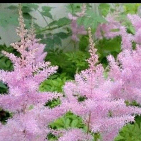アスチルベ 株分け苗 花芽付き 2苗 耐寒性◎ ネコポス発送