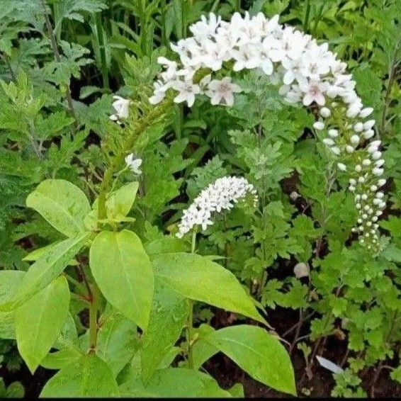 オカトラノオ 山野草 3苗 強健 耐寒性◎ ネコポス発送