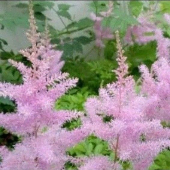 アスチルベ 株分け苗 花穂2本 耐寒性◎ ネコポス発送