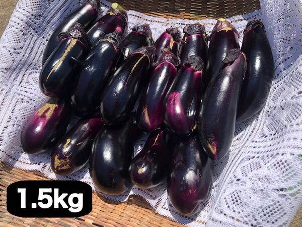 【採れたて直送!】なす1.5kg 【訳アリ/傷など多数】