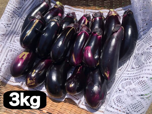 【採れたて直送!】なす3kg 【訳アリ/傷など多数】