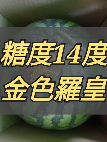 金色羅皇西瓜2Lサイズ2玉入り