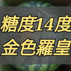 金色羅皇西瓜2Lサイズ