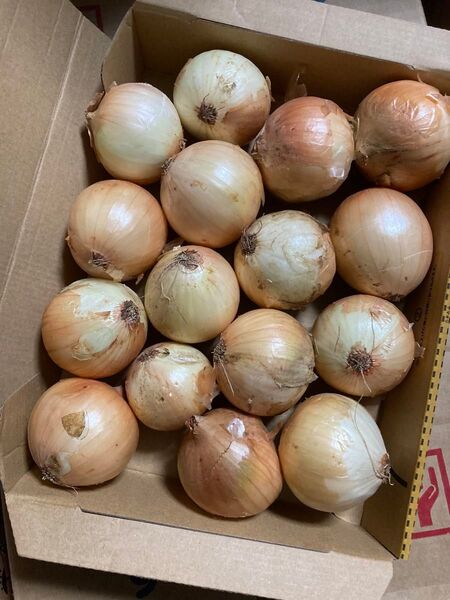 即買い歓迎野菜詰め合わせ!訳あり玉ねぎ!使い切りサイズ玉ねぎコンパクトBOX便!