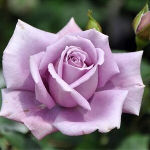 美しいパープルの薔薇 薄紫 バラ 挿し木 挿木