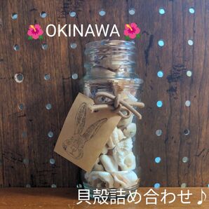 沖縄 貝殻詰め合わせ