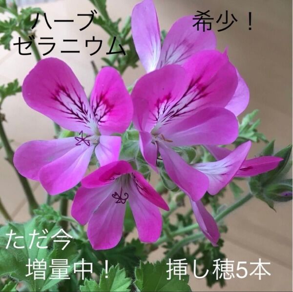 稀少!美しすぎるハーブ♪【パイナップルゼラニウム】 挿し穂(カット枝)5本
