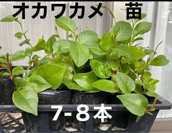 オカワカメの苗 2ポット分(7-8苗)雲南百薬 スーパーフード グリーンカーテンにも