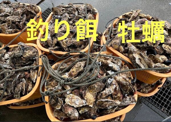 好評品 釣り餌用 活発送 牡蠣 小サイズ 25個 送料無料