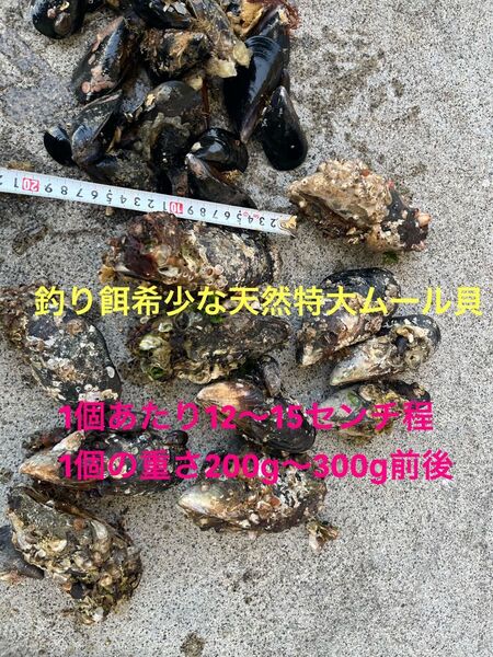 釣り餌用 特大イガイ 1個あたり12〜15センチ前後くらい 1個あたり大きさ200〜300g前後 2kg