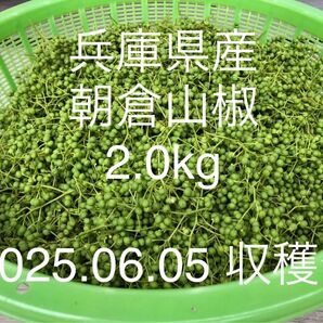 山椒の実(朝倉山椒) 2.0kg 【No.04】