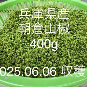 山椒の実(朝倉山椒) 400g 【No.25】
