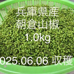 山椒の実(朝倉山椒) 1.0kg 【No.15】