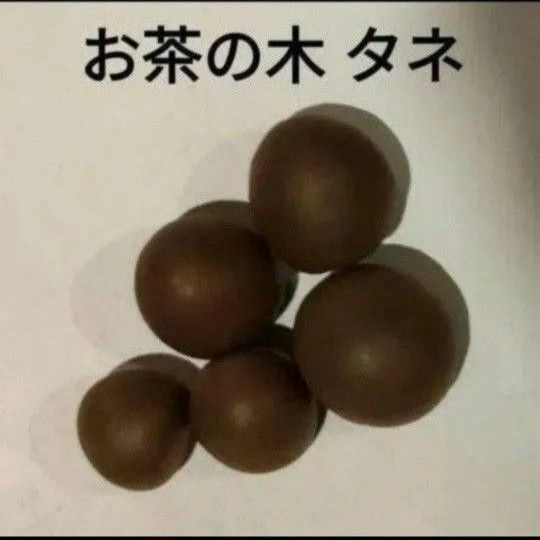 2025年採取!期間限定値下げ中!白川の緑茶の木 種子5個 無農薬無肥料自然農法