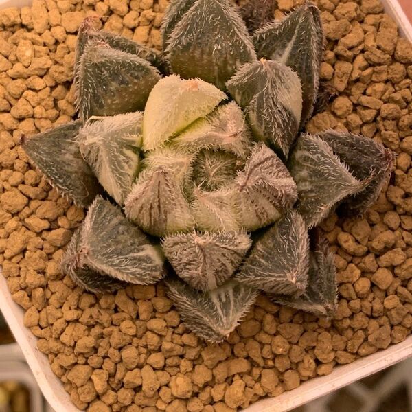 多肉植物 ハオルチア 白雪絵巻錦
