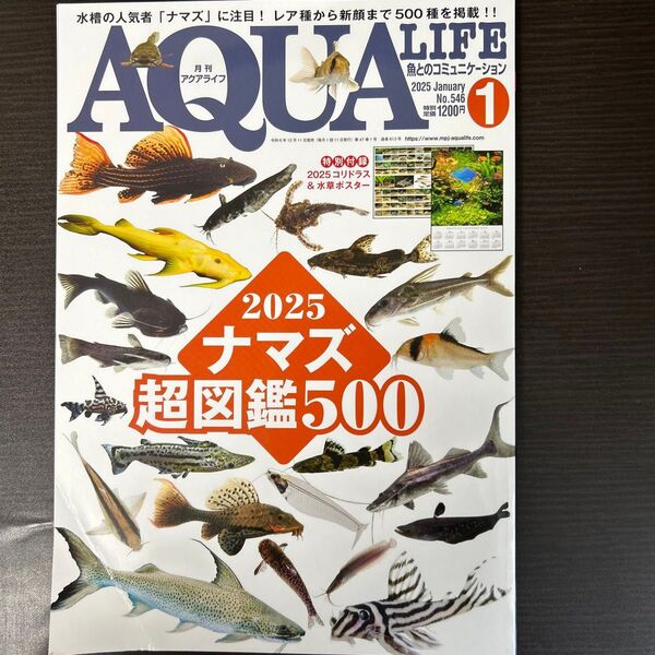 月刊アクアライフ 2025年1月号 (エムピージェー)