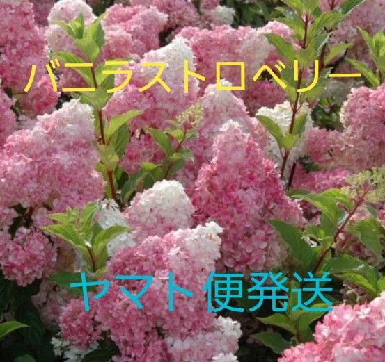 紫陽花 バニラストロベリー苗 挿し木苗1本 アジサイ ノリウツギ