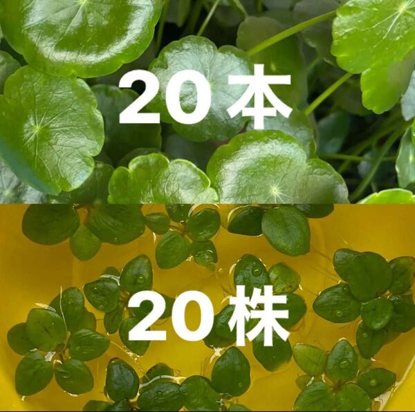 ウォーターコイン*アマゾンフロッグピット 【2種】