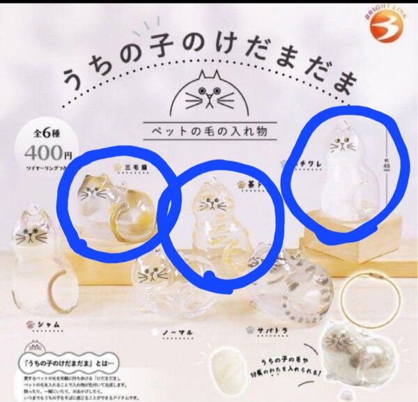 うちの子のけだまだま 三毛猫 茶トラ ハチワレ