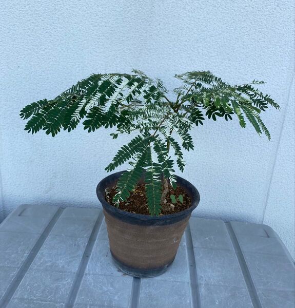 斑入り ネムノキ 合歓木 合歓の木 盆栽 盆栽鉢 付き発送