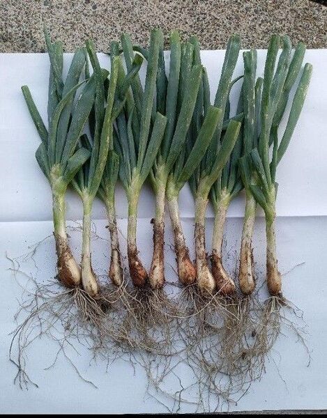 小長ネギ苗 長ねぎ苗 ネギ苗【北海道産】10本