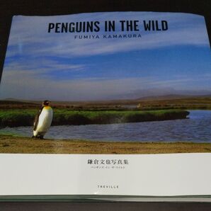 【ペンギンズ・イン・ザ・ワイルド】