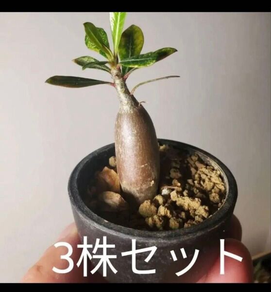 アデニウム・オベスム 抜き苗 3株セット