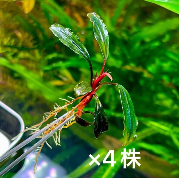 ブセファランドラspブラウニーゴースト(水中葉)