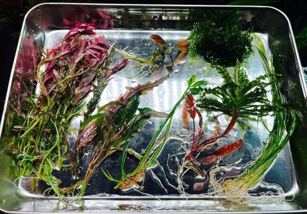 水草セット、ブセファランドラsp付き