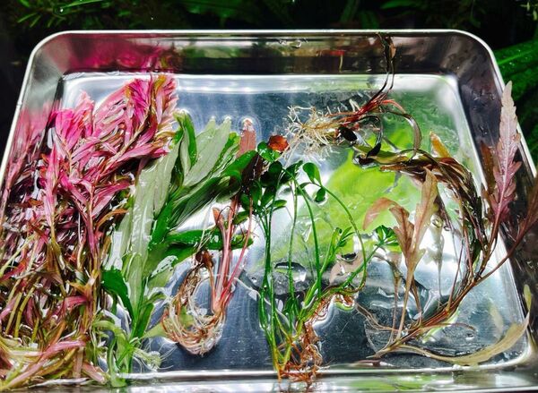 水草セット、ブセファランドラspブラウニーゴースト付き