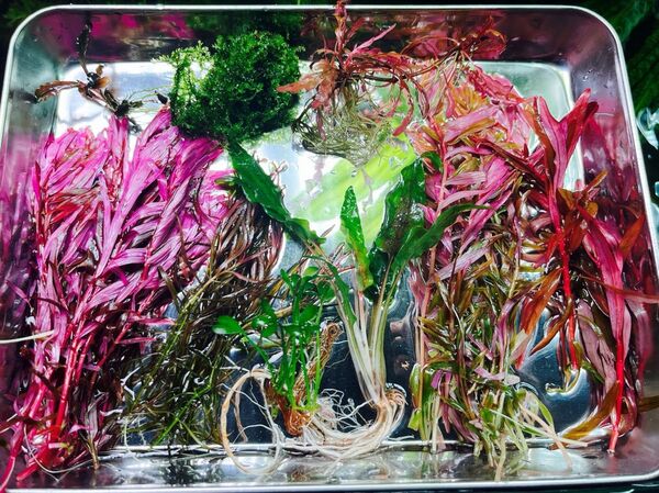 水草セット
