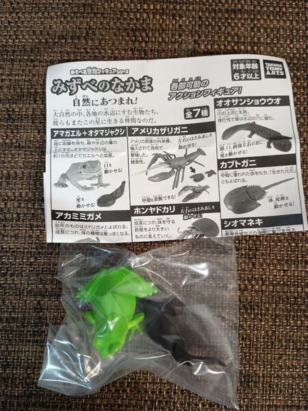 みずべのなかま アマガエル オタマジャクシ