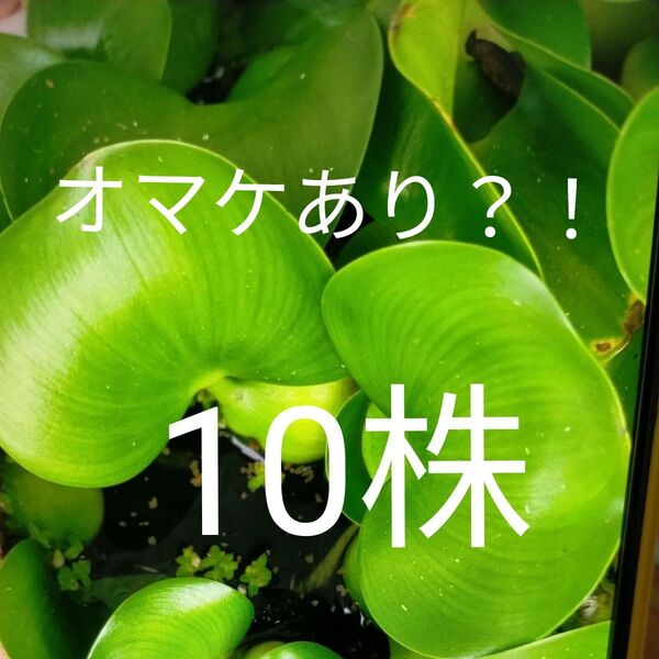 浮草 浮葉植物 メダカの産卵床に ホテイソウ 布袋草 ホテイ草 メダカ 産卵 10株