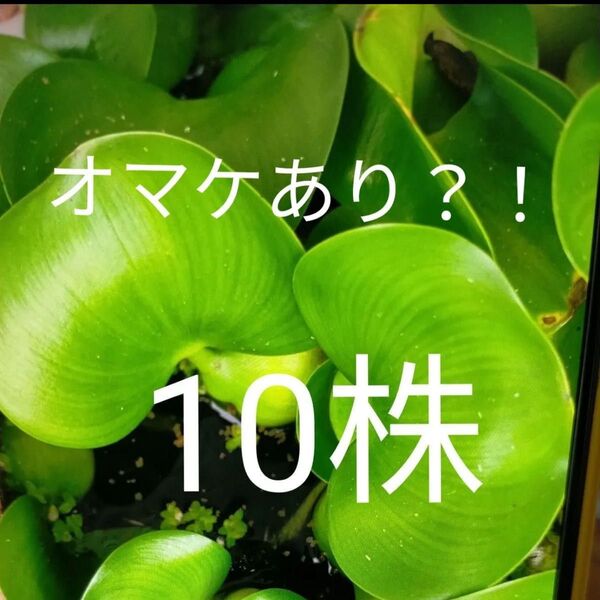 浮草 浮葉植物 メダカの産卵床に ホテイソウ 布袋草 ホテイ草 メダカ 産卵 10株