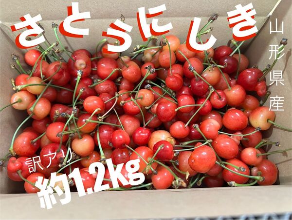 訳あり品 山形県さくらんぼ(佐藤錦)約1.2㎏